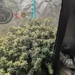 Harambe Auto - Butterbean Birdseed
