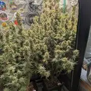 Gorilla Skunk- Harambe x Northern Skunk