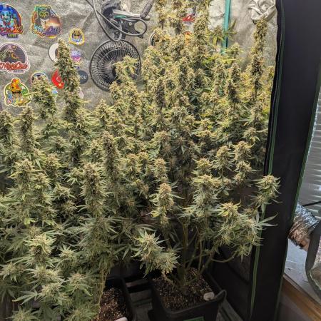 Gorilla Skunk- Harambe x Northern Skunk