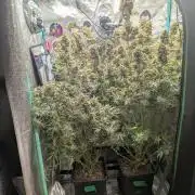 Mephisto Double Grape Saint Ex CBD
