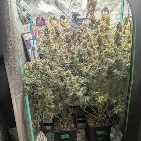 Mephisto Double Grape Saint Ex CBD