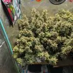 Northern Skunk Auto - ButterbeanBirdseed
