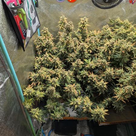 Northern Skunk Auto - ButterbeanBirdseed