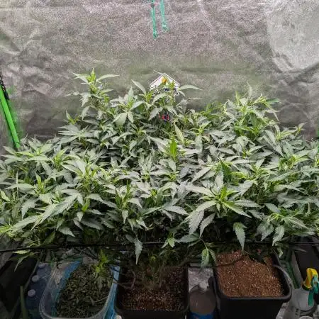Auto Jack Herer