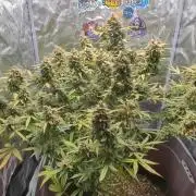 Grand Exchange  speedrun