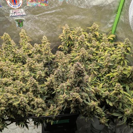 CBD Auto - Butterbean Birdseed