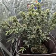 Grand Exchange  speedrun