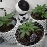 New FastBuds Strains