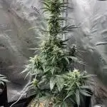 plantswithdeezy