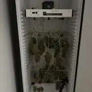 Cherry Cola RF3 - Fastbuds