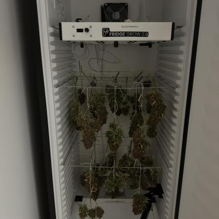 Cherry Cola RF3 - Fastbuds