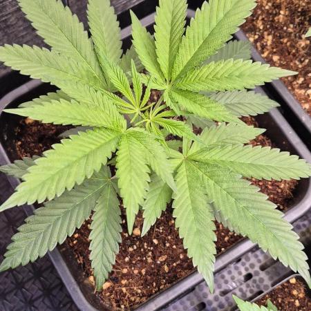Cultivando con c21