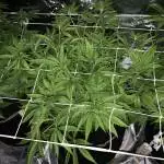 Cookies Kush 2
