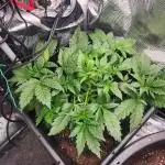 Creme de le Chem, BAS 3.0 7 gal autopot