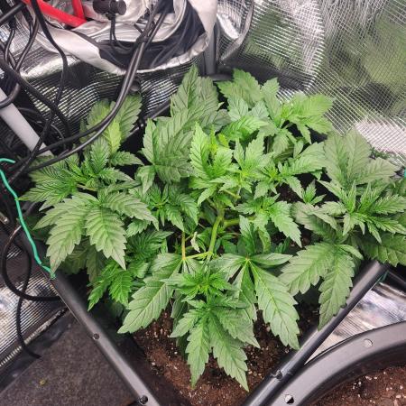 Creme de le Chem, BAS 3.0 7 gal autopot