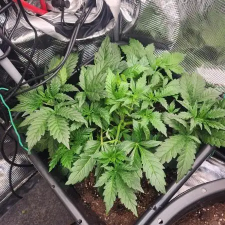 Creme de le Chem, BAS 3.0 7 gal autopot