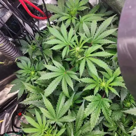 Creme de le Chem, BAS 3.0 7 gal autopot