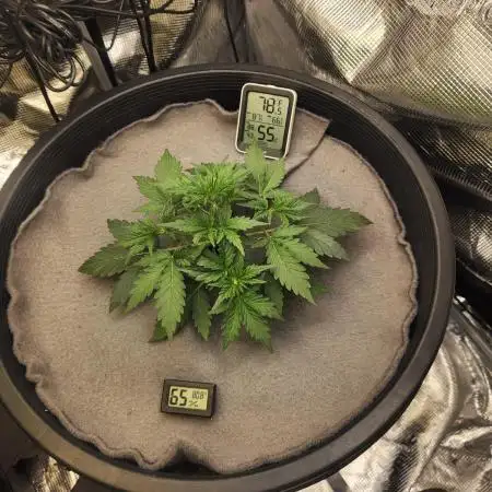 Rockslide SRS, 15g autopot xxl, BAS 3.0
