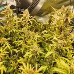 Rockslide SRS, 15g autopot xxl, BAS 3.0