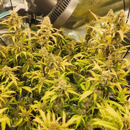 Rockslide SRS, 15g autopot xxl, BAS 3.0