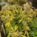 Mephisto 4 assed monkey