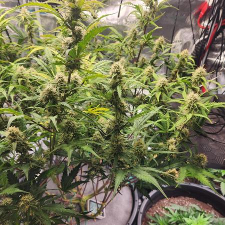 Rockslide SRS, 15g autopot xxl, BAS 3.0