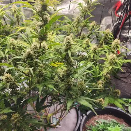 Rockslide SRS, 15g autopot xxl, BAS 3.0