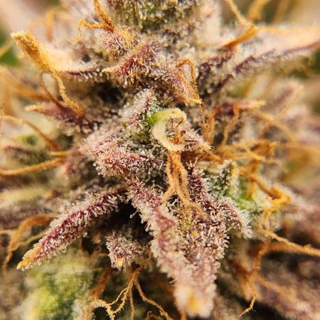 Tiger Auto- Canucks Bruce Banner Auto