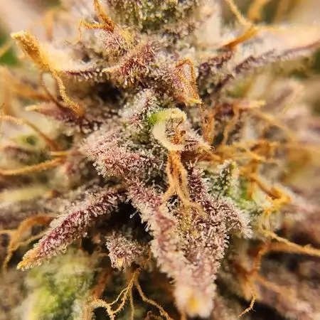 Tiger Auto- Canucks Bruce Banner Auto