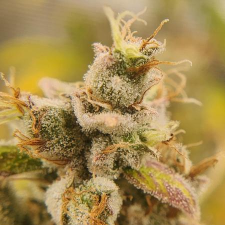 Mep Forum Stomper x GWK Freebie