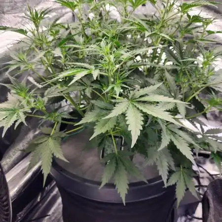 Rockslide SRS, 15g autopot xxl, BAS 3.0