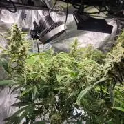 Mep Forum Stomper x GWK Freebie