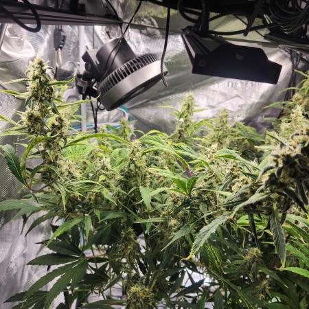 Mep Forum Stomper x GWK Freebie