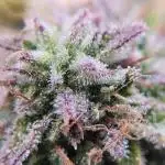 Creme de le Chem, BAS 3.0 7 gal autopot