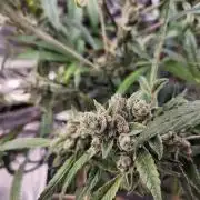 Wizards Apprentice F4 Night Owl