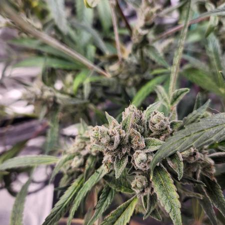 Wizards Apprentice F4 Night Owl