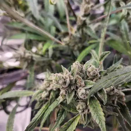 Wizards Apprentice F4 Night Owl