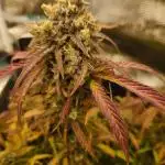 Double grape x GG4 tiger autoflower