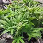Creme de le Chem, BAS 3.0 7 gal autopot