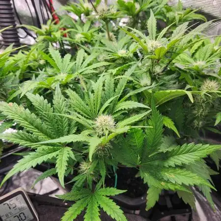 Creme de le Chem, BAS 3.0 7 gal autopot
