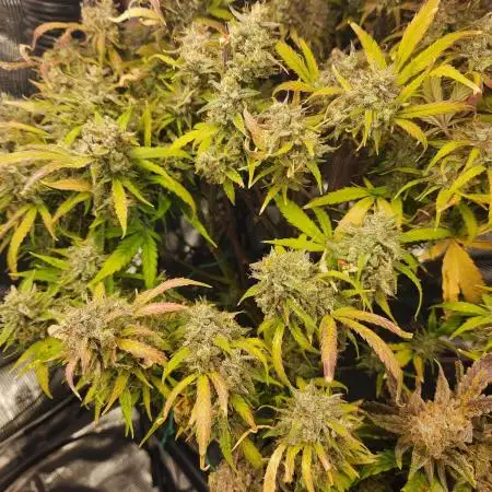 Double grape x GG4 tiger autoflower