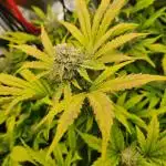 Creme de le Chem, BAS 3.0 7 gal autopot