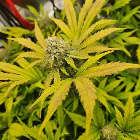 Creme de le Chem, BAS 3.0 7 gal autopot