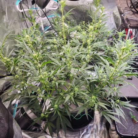 Rockslide SRS, 15g autopot xxl, BAS 3.0