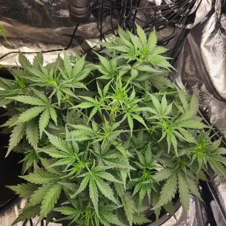 Rockslide SRS, 15g autopot xxl, BAS 3.0