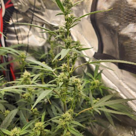 Wizards Apprentice F4 Night Owl