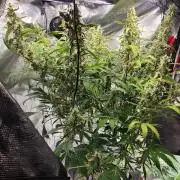 Mep Forum Stomper x GWK Freebie