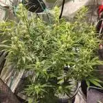 Rockslide SRS, 15g autopot xxl, BAS 3.0