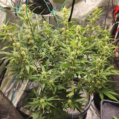 Rockslide SRS, 15g autopot xxl, BAS 3.0