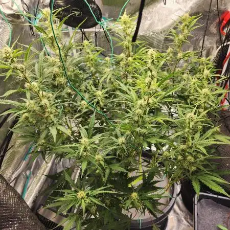 Rockslide SRS, 15g autopot xxl, BAS 3.0
